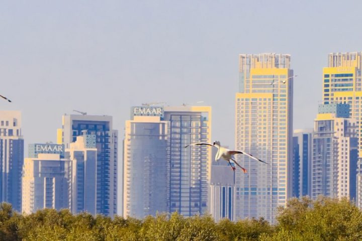 Dubai Creek Harbour Apartments 2026 Prices Rental Yields and Buying Guide